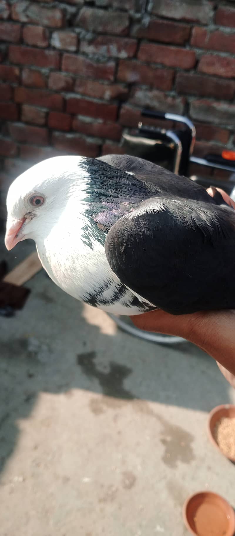 sherazi fancy pigeon 3