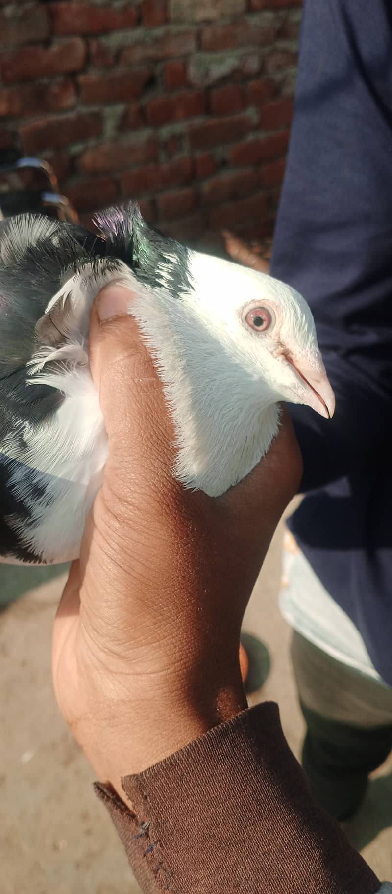 sherazi fancy pigeon 4