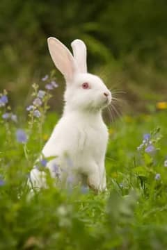 New Zealand red eyed white bunnies