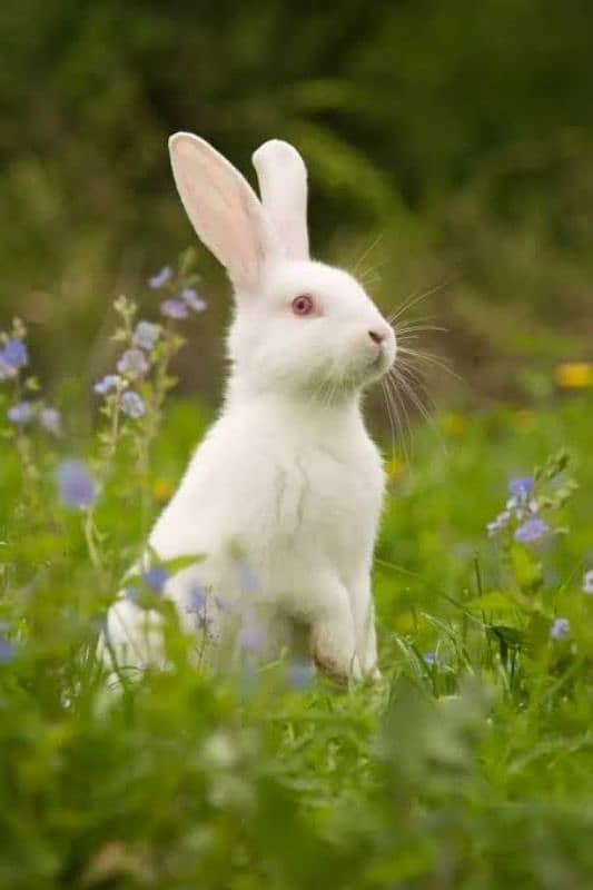 New Zealand red eyed white bunnies 0