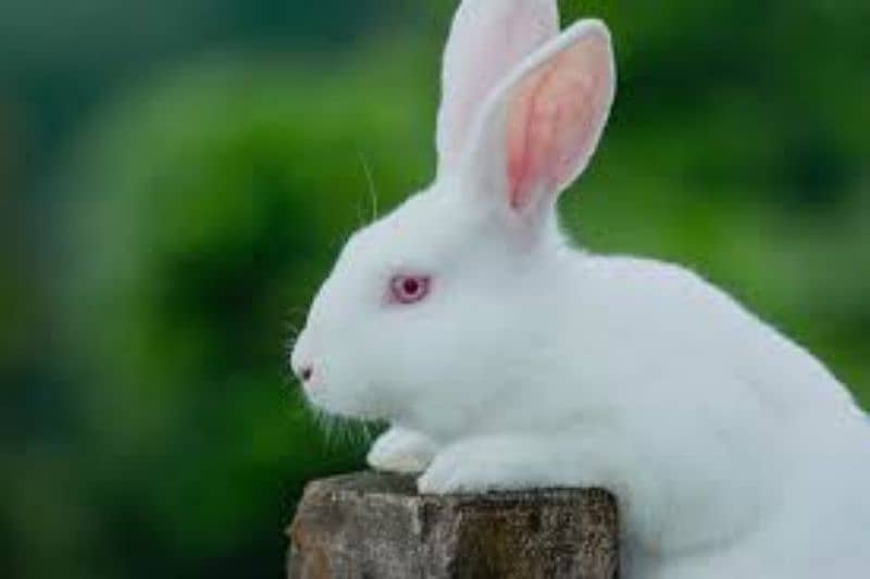 New Zealand red eyed white bunnies 1