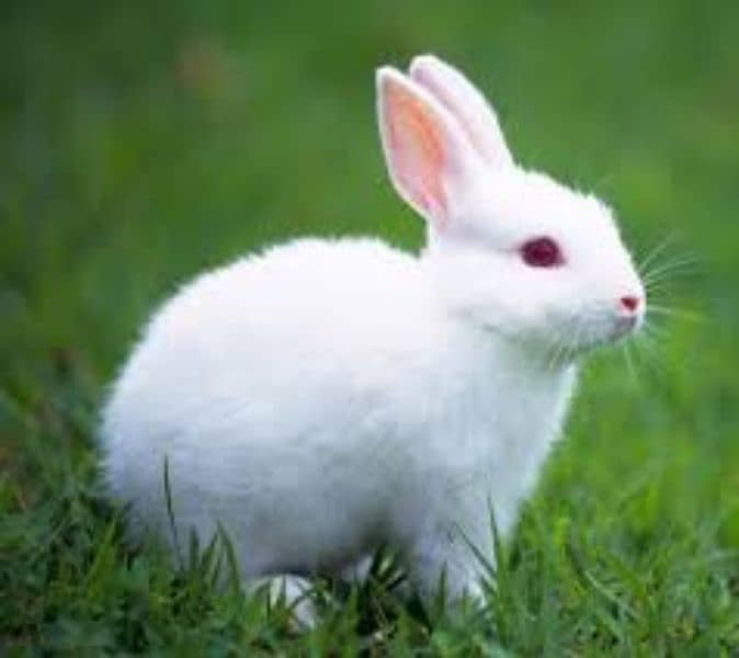 New Zealand red eyed white bunnies 2