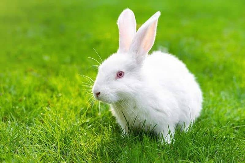 New Zealand red eyed white bunnies 3