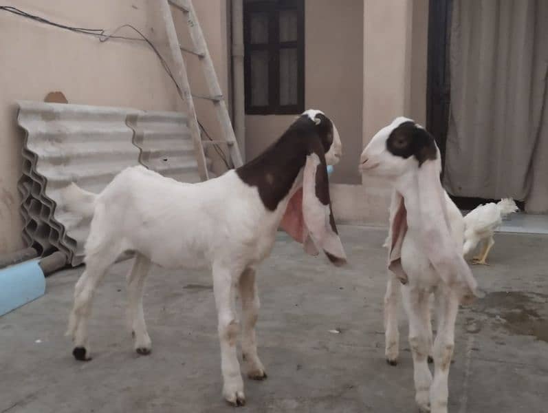 Do Male Bakray and Bakri with 2 male kids 14