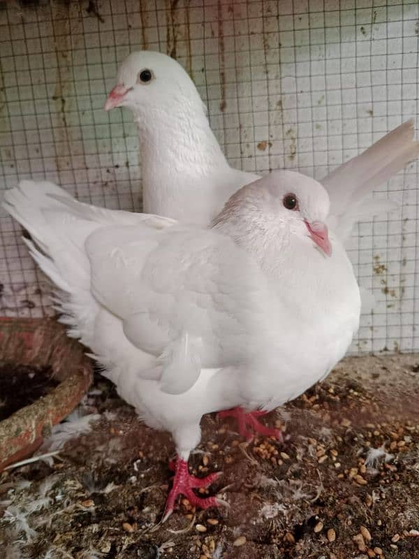 High Quality  Fancy King pigeon pair 0