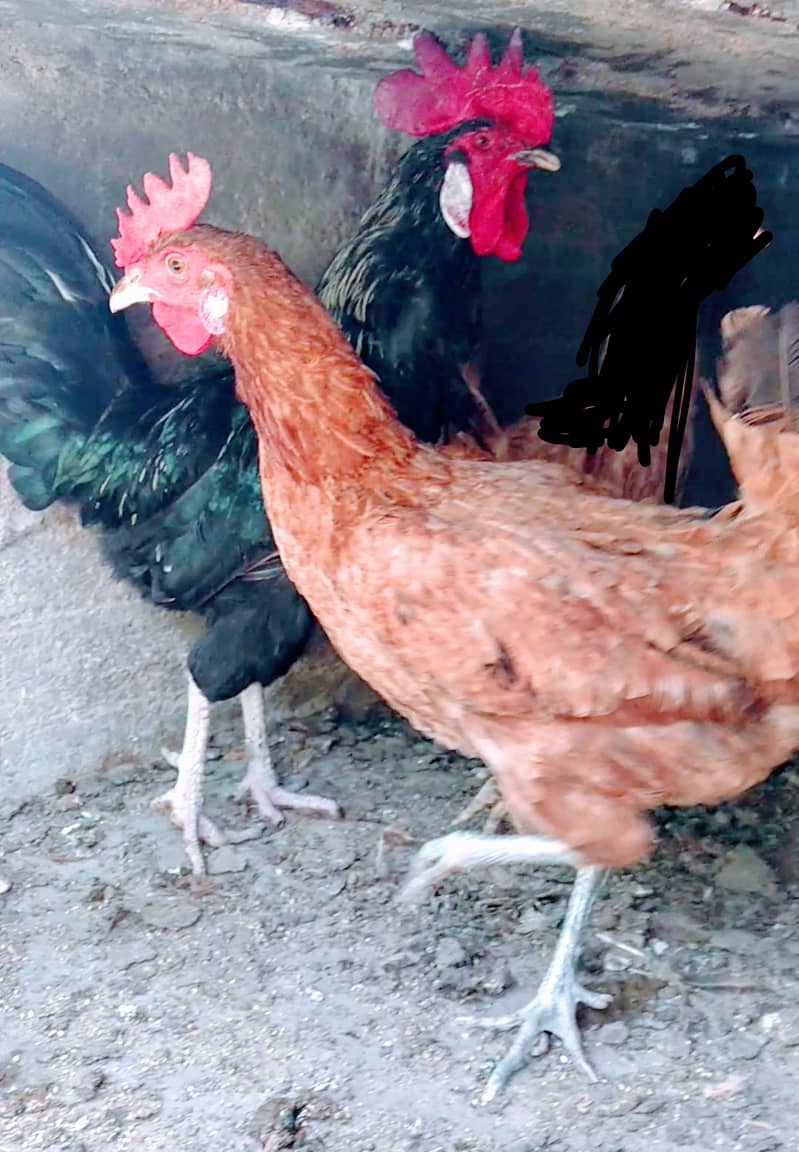 Misri Pair | Egg lying | 2Misri young male available age 5 months 0