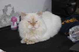 Beautiful Male White Persian Cat Available for mating