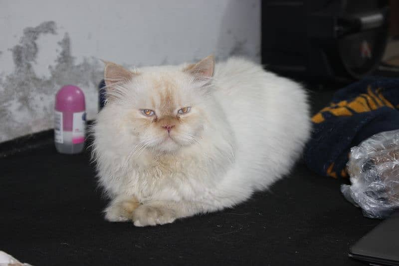 Beautiful Male White Persian Cat Available for mating 0