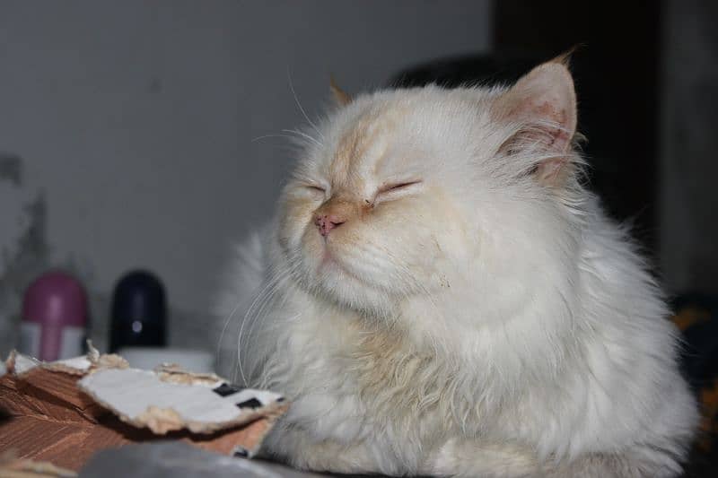 Beautiful Male White Persian Cat Available for mating 1