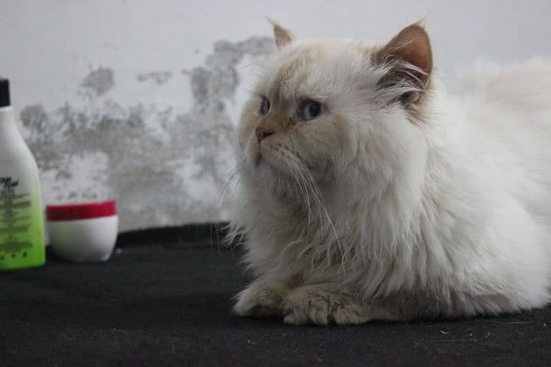 Beautiful Male White Persian Cat Available for mating 2