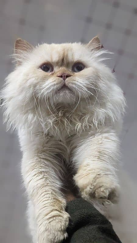 Beautiful Male White Persian Cat Available for mating 3