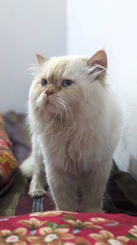 Beautiful Male White Persian Cat Available for mating 4