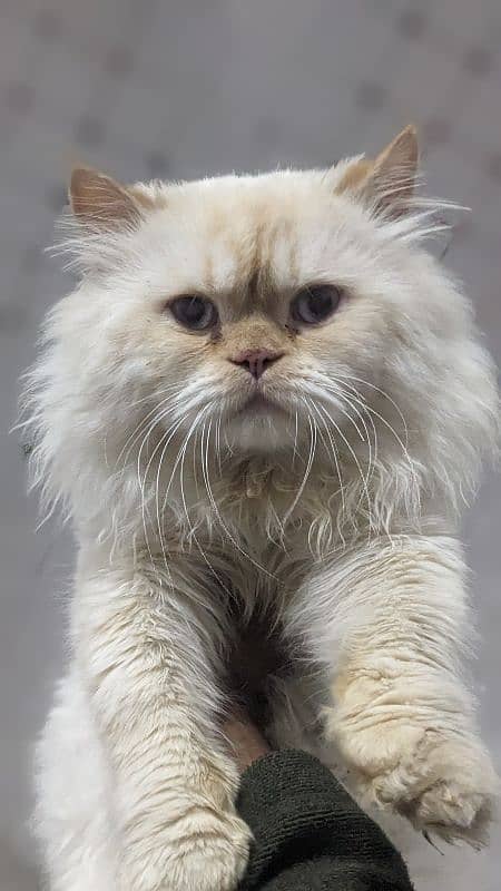 Beautiful Male White Persian Cat Available for mating 5