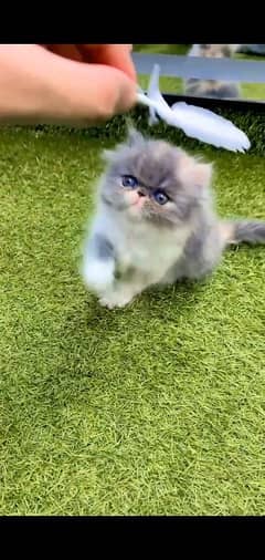 Persian Kitten Triple Coated For Urgent Sale # Watsapp. 03486223941