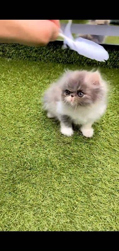 Persian Kitten Triple Coated For Urgent Sale # Watsapp. 03486223941 1