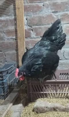 Egg lying hen 2 hen for sale