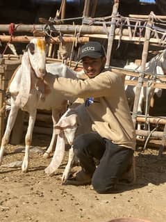 golabi goat and baby