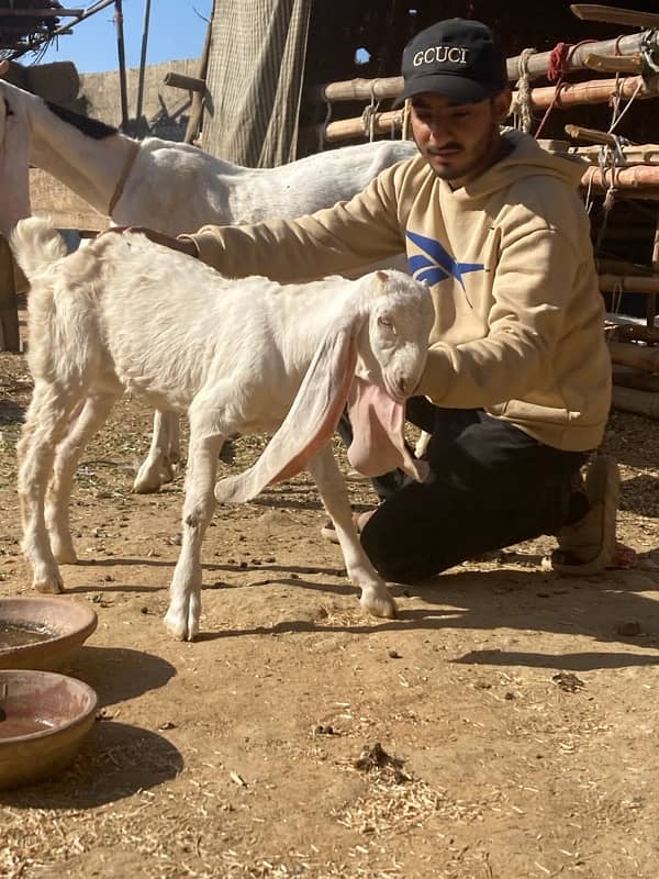 golabi goat and baby 1