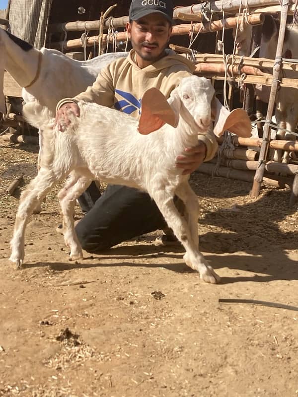 golabi goat and baby 2