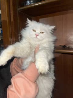 For Sale: White Persian Doll Face Cat – Triple Coated