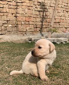 labrador puppies