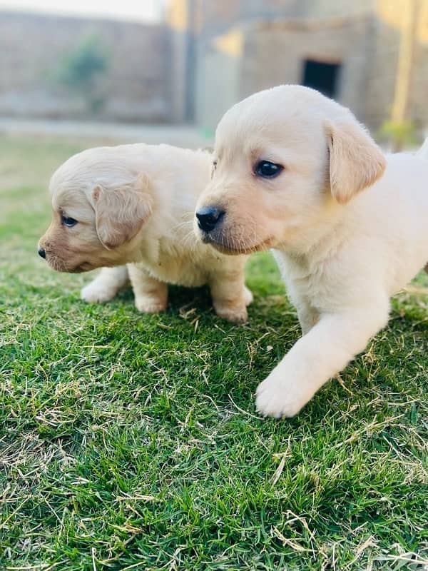 labrador puppies 1