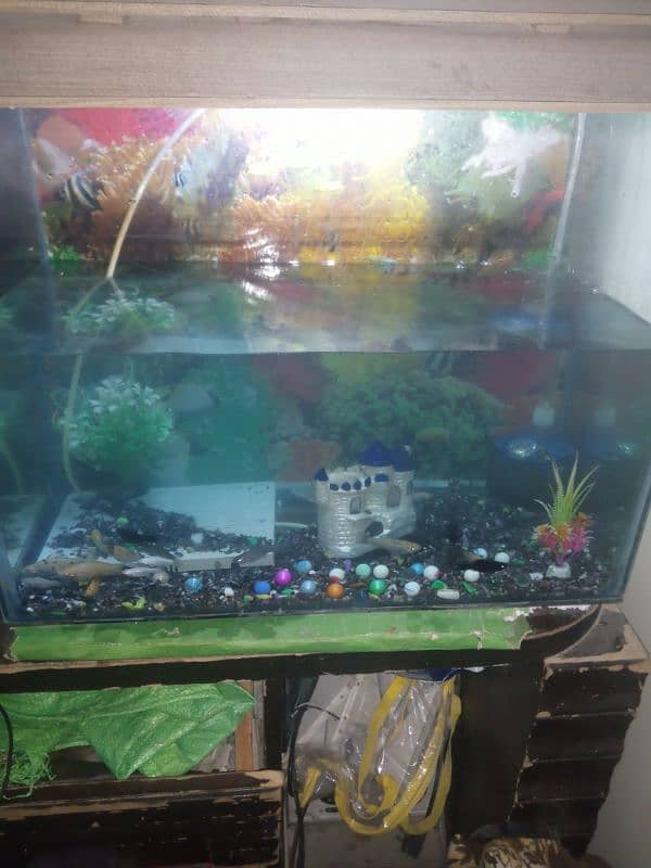 fish aquarium witj fish 0