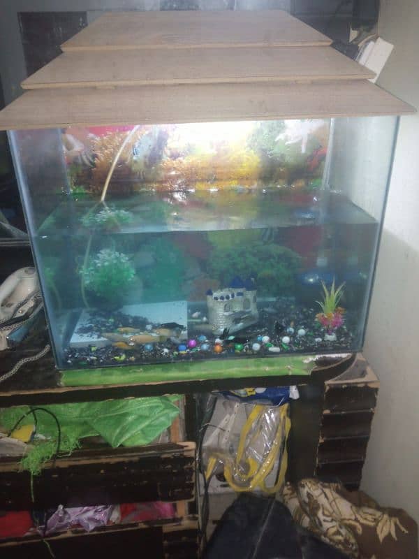 fish aquarium witj fish 1