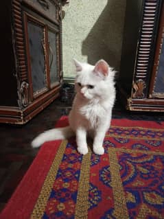 Persian kitten with grooming accessories