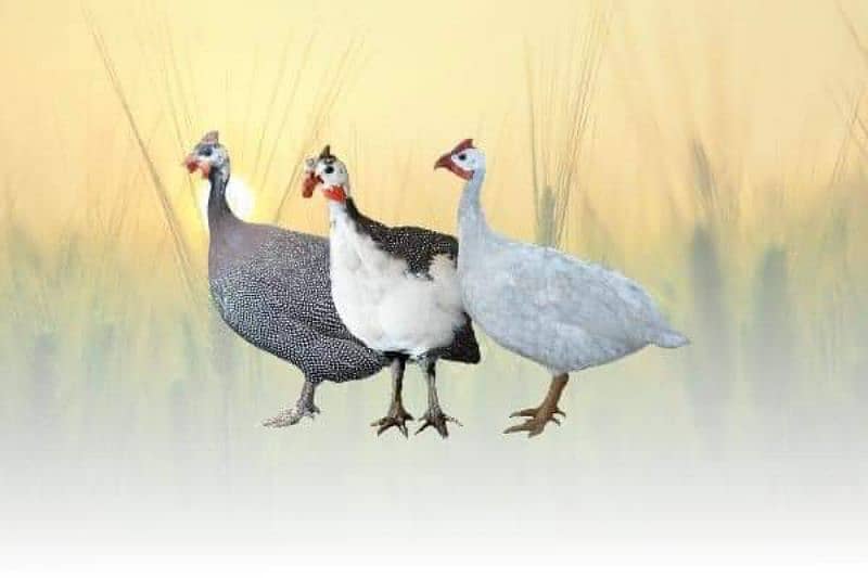 tetre gene fowl 1