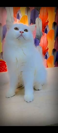 Persian cat for sale male female my WhatsApp 03=29=48=79452