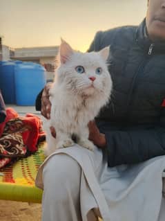 Persian cat blue eyes for sale