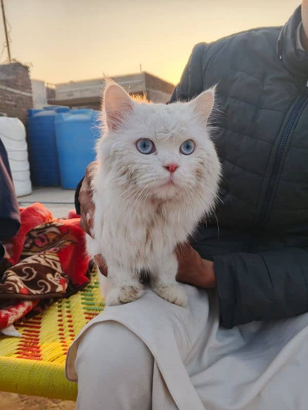 Persian cat blue eyes for sale 2