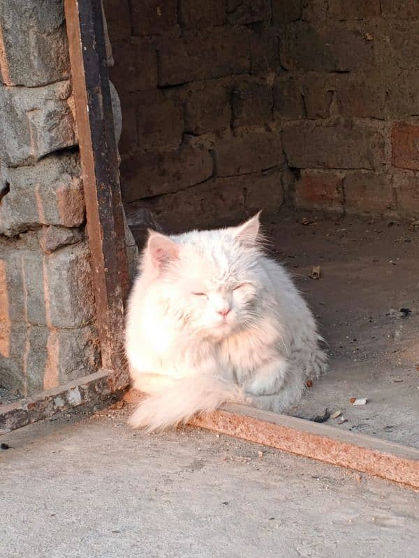 Persian cat blue eyes for sale 4