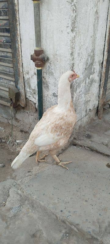 Aseel hen full high quality for sale 0