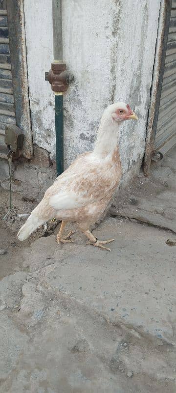 Aseel hen full high quality for sale 1