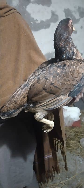 Aseel hen full high quality for sale 3