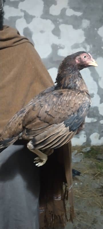 Aseel hen full high quality for sale 5