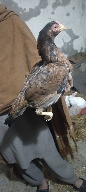 Aseel hen full high quality for sale 6