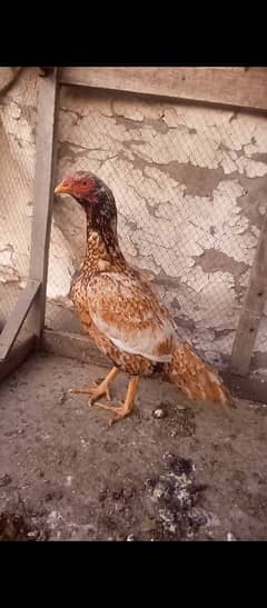 2 Aseel Hens For Sale