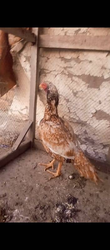 2 Aseel Hens For Sale 1