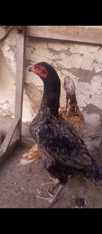 2 Aseel Hens For Sale 2