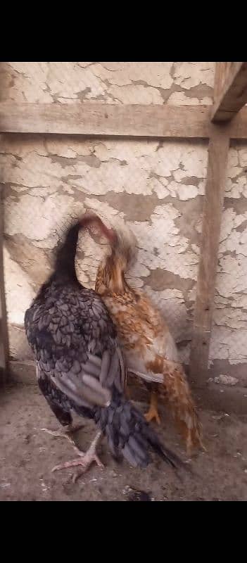 2 Aseel Hens For Sale 3