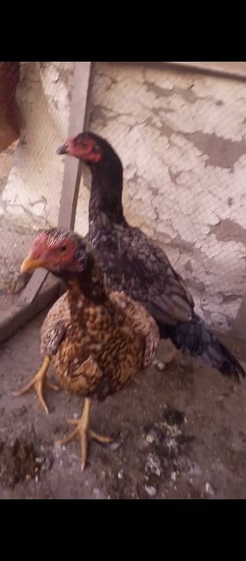 2 Aseel Hens For Sale 4