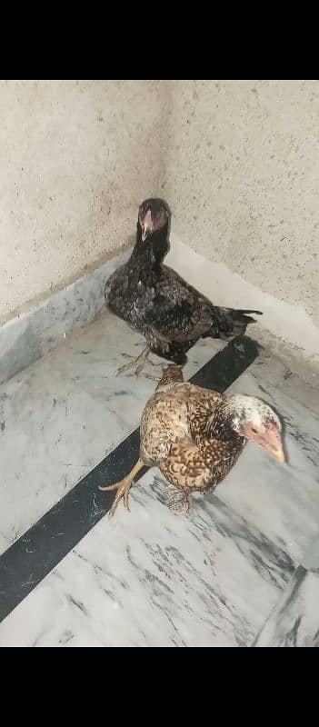 2 Aseel Hens For Sale 6