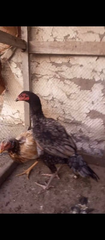 2 Aseel Hens For Sale 7