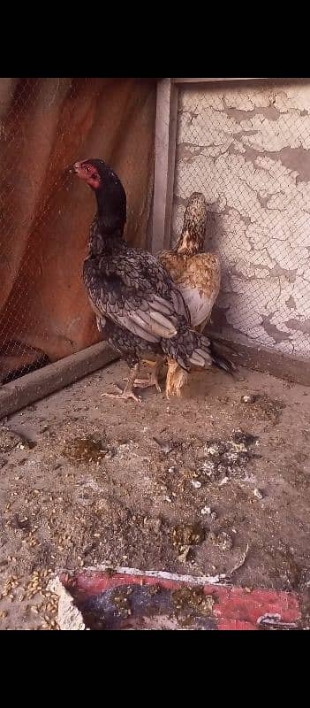 2 Aseel Hens For Sale 8