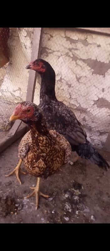 2 Aseel Hens For Sale 9