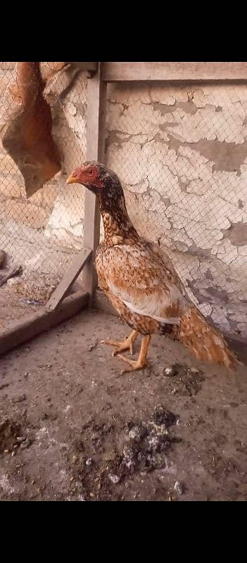 2 Aseel Hens For Sale 11