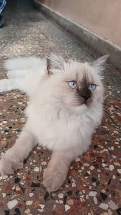 Himalayan kitten